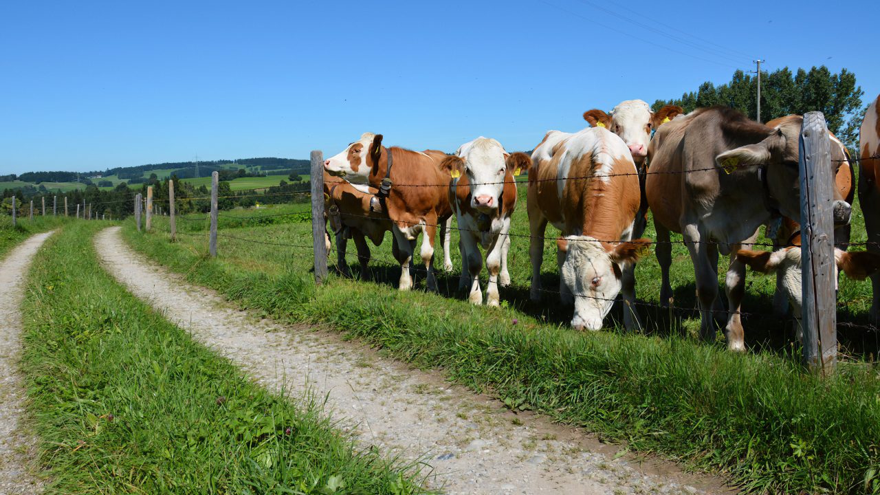 Het Allgäu Bergboerderijmuseum in de wijk Diepolz in Immenstadt