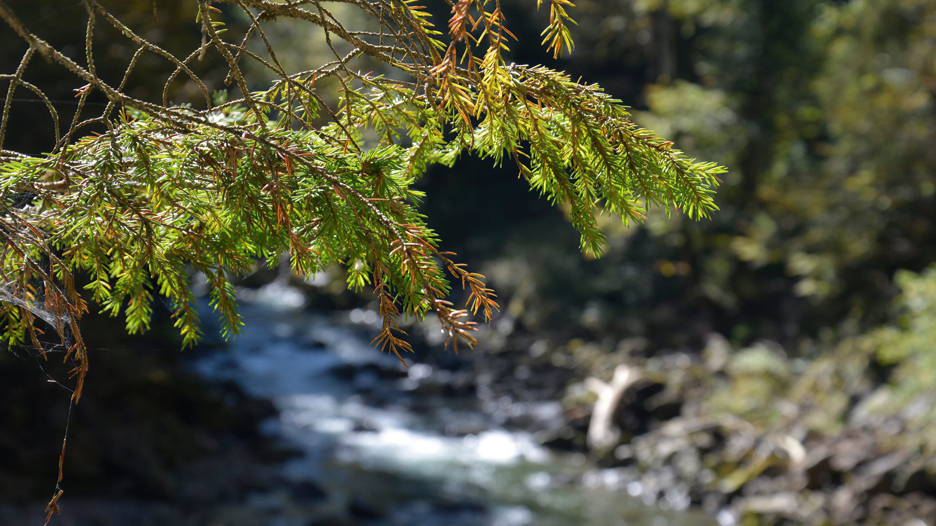Die Starzlachklamm bei Sonthofen
