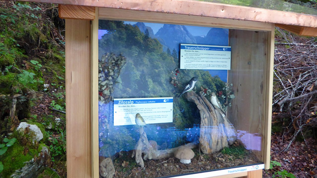 Information about local woodland birds